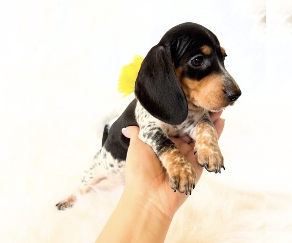 Medium Photo #4 Dachshund Puppy For Sale in DAVIS, CA, USA