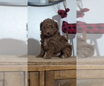 Small Photo #46 Poodle (Miniature) Puppy For Sale in GOSHEN, IN, USA