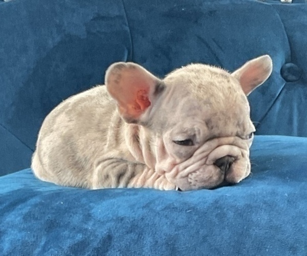 Medium Photo #17 French Bulldog Puppy For Sale in PALMDALE, CA, USA