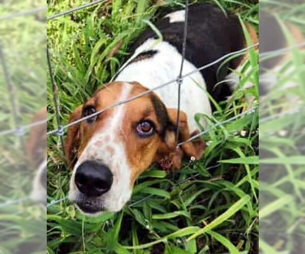 Medium Photo #4 Basset Hound Puppy For Sale in Deepwater, NJ, USA