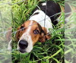 Small #3 Basset Hound