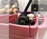 Small #13 Labrador Retriever
