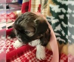 Small Photo #6 Shih Tzu Puppy For Sale in STAR, NC, USA