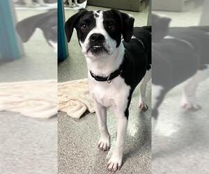 Border Collie Dogs for adoption in Santa Barbara, CA, USA