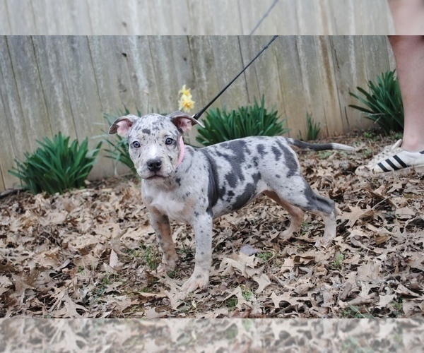Medium Photo #1 American Bully Puppy For Sale in LEWISBURG, TN, USA
