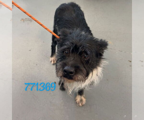 Medium Photo #1 Mutt Puppy For Sale in Chico, CA, USA