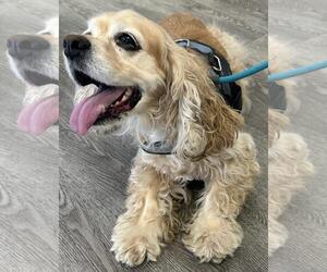 Tegan - Female Cocker Spaniel Dog for Adoption - Photo #4