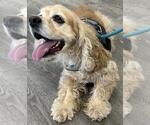 Small Photo #4 Cocker Spaniel Puppy For Sale in Westminster, MD, USA