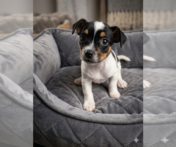 Medium Photo #5 Unknown-Wheaten Terrier Mix Puppy For Sale in Vail, AZ, USA