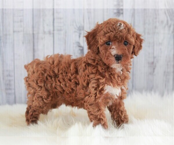Medium Photo #5 Poodle (Miniature) Puppy For Sale in APPLE CREEK, OH, USA