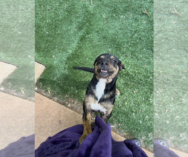 Medium Photo #2 Chihuahua-Unknown Mix Puppy For Sale in Ball Ground, GA, USA