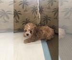 Small Photo #5 Maltese-Maltipoo Mix Puppy For Sale in ADELANTO, CA, USA
