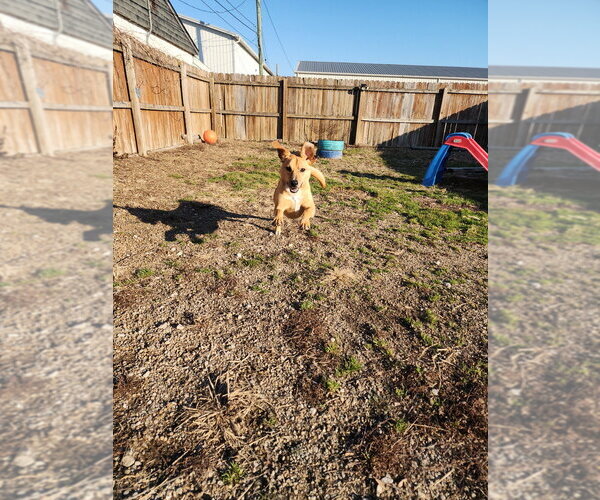 Medium Photo #11 Mutt Puppy For Sale in Evansville, IN, USA