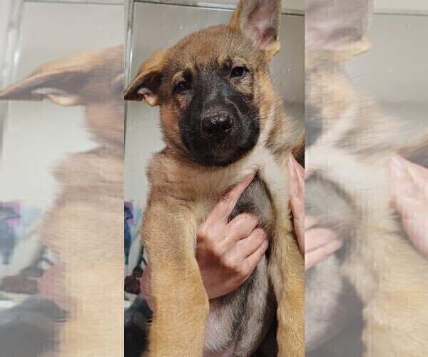 Medium Photo #1 German Shepherd Dog Puppy For Sale in BEAVER FALLS, PA, USA