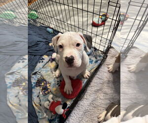 Mutt Dogs for adoption in Garner, NC, USA