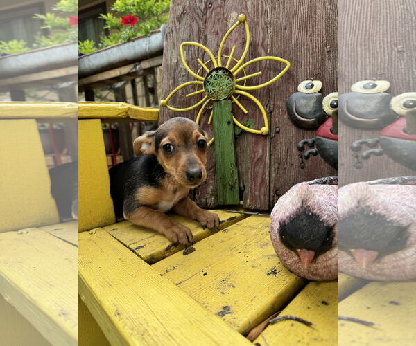 Medium Photo #2 Dachshund Puppy For Sale in Sioux Falls, SD, USA