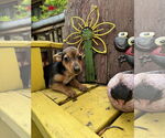 Small #1 Dachshund