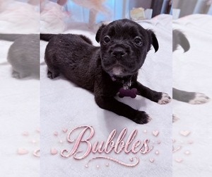 American Staffordshire Terrier-Unknown Mix Dogs for adoption in Holly Springs, NC, USA