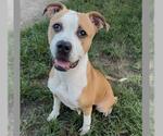 Small Photo #2 Boxer-Unknown Mix Puppy For Sale in Conroe, TX, USA