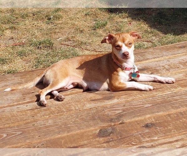 Medium Photo #1 Cheagle Puppy For Sale in WEST OLIVE, MI, USA