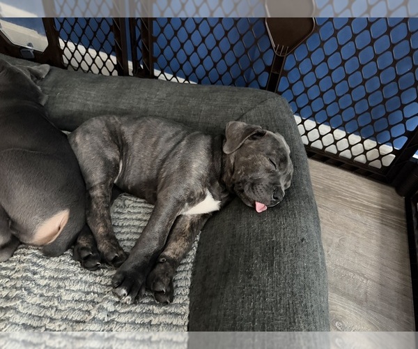 Medium Photo #3 Cane Corso Puppy For Sale in NEW FAIRFIELD, CT, USA