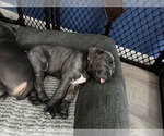 Puppy Cammy Cane Corso