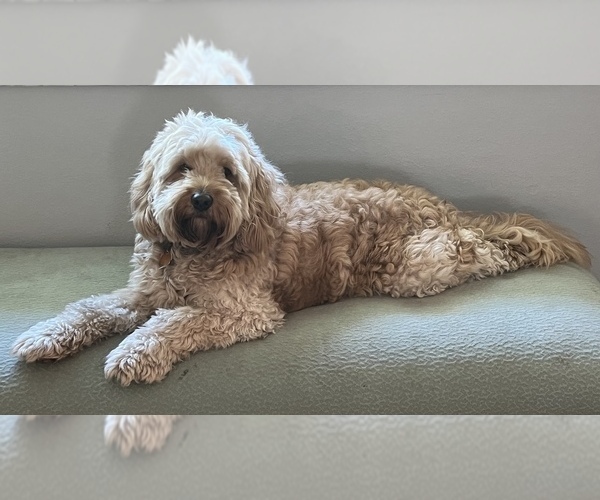 Medium Photo #1 Goldendoodle Puppy For Sale in VALRICO, FL, USA