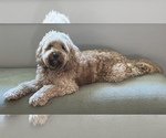Small Photo #1 Goldendoodle Puppy For Sale in VALRICO, FL, USA