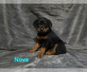 Rottweiler Puppy for sale in COTTLEVILLE, MO, USA
