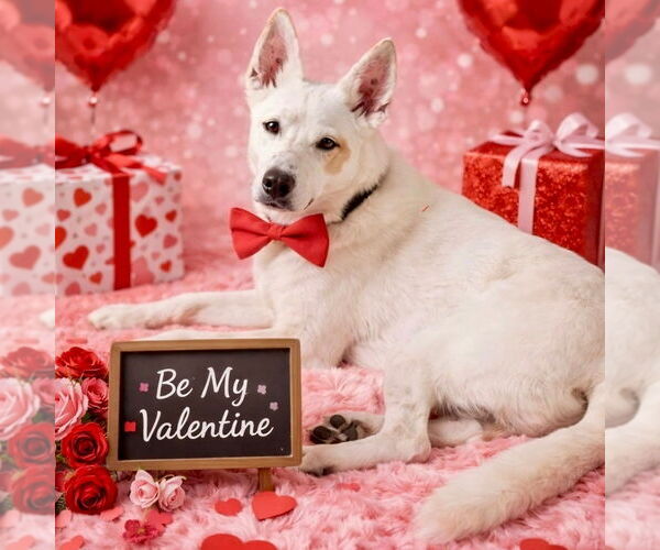 Medium Photo #7 Mutt Puppy For Sale in Canton, CT, USA