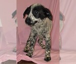 Puppy Cookie Australian Cattle Dog-Chinese Shar-Pei Mix