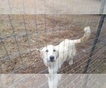 Small Photo #1 Anatolian Shepherd Puppy For Sale in CUMBY, TX, USA