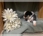 Small #2 Pembroke Welsh Corgi