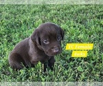 Small Photo #92 Labrador Retriever Puppy For Sale in EDGEWOOD, TX, USA