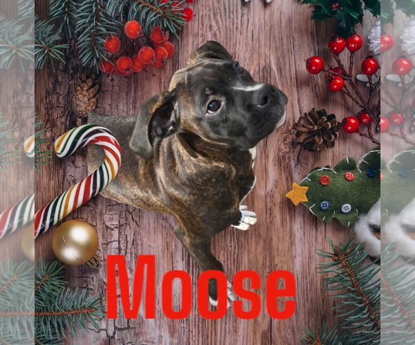 Medium Photo #1 Boxer Puppy For Sale in Seaford, DE, USA