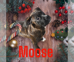 Boxer Dogs for adoption in Seaford, DE, USA
