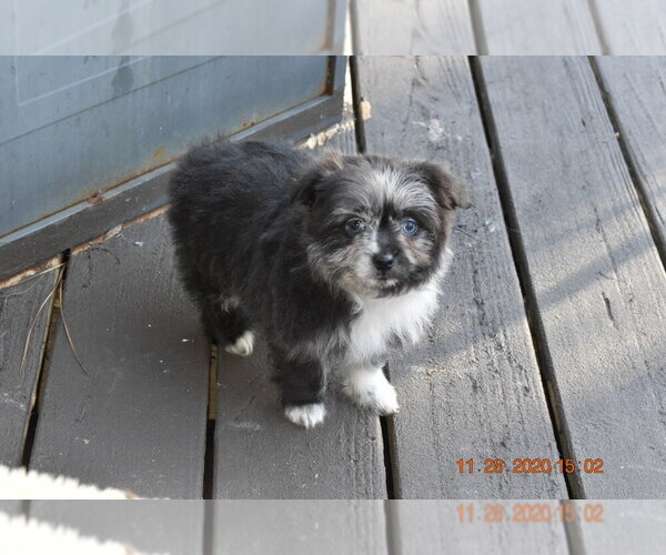 Medium Photo #8 Pom-Shi Puppy For Sale in DINWIDDIE, VA, USA