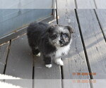 Small Photo #8 Pom-Shi Puppy For Sale in DINWIDDIE, VA, USA