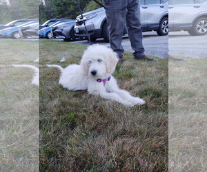 Poppy - Female Pyredoodle Dog for Adoption - Photo #3