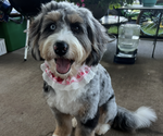 Small Photo #1 Bernedoodle (Miniature) Puppy For Sale in SALUDA, SC, USA