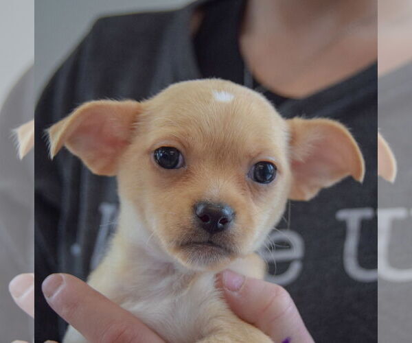 Medium Photo #6 Chihuahua Puppy For Sale in Huntley, IL, USA