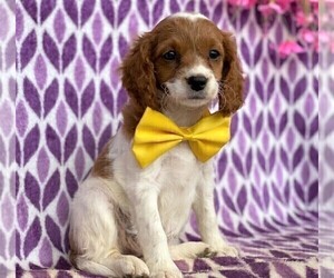 Cavalier King Charles Spaniel-Poodle (Toy) Mix Puppy for sale in RED LION, PA, USA