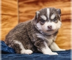 Small Photo #1 Pomsky Puppy For Sale in TAMPICO, IL, USA