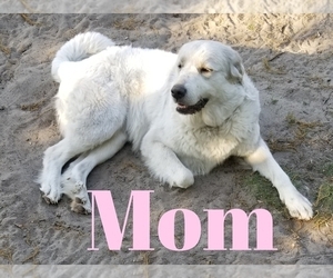 Mother of the Golden Pyrenees puppies born on 11/09/2022