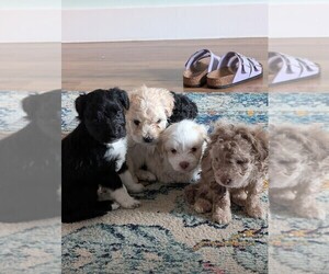 Aussie-Poo Litter for sale in CICERO, NY, USA