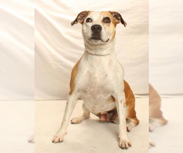 Medium Photo #1 Mutt Puppy For Sale in Burbank, CA, USA