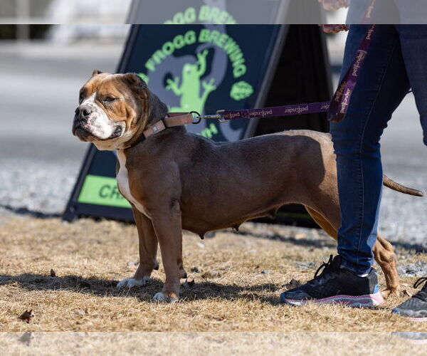 Medium Photo #7 Bulldog-Unknown Mix Puppy For Sale in Hillsboro, NH, USA