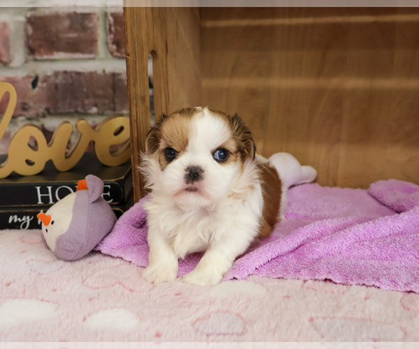 Medium Photo #3 Shih Tzu Puppy For Sale in SYRACUSE, IN, USA