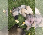 Small #8 Caucasian Shepherd Dog-Irish Wolfhound Mix