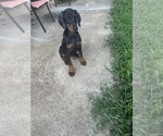 Puppy A Doberman Pinscher